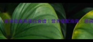 土豆虾5种经典做法家常低脂高蛋白食谱营养搭配指南厨房小白也能轻松上手