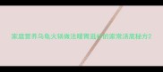 家庭营养乌龟火锅做法暖胃滋补的家常汤底秘方